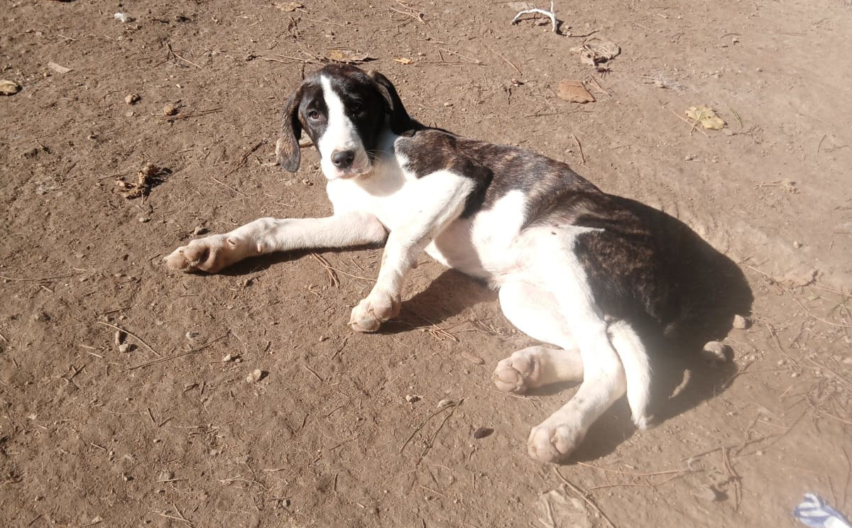 Soula Zorro Dogsavior Dez25 2