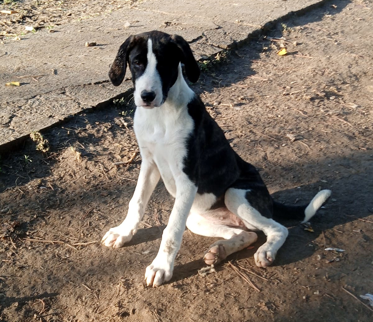 Soula Zorro Dogsavior Dez25 3