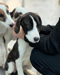 Soula Zorro Dogsavior Dez25 5