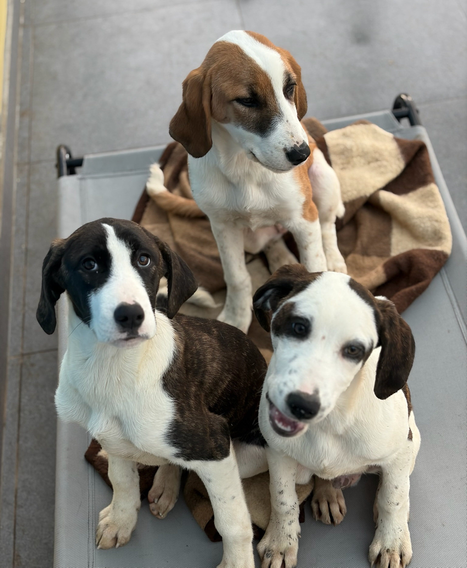 Soula Zorro Dogsavior Dez25 6