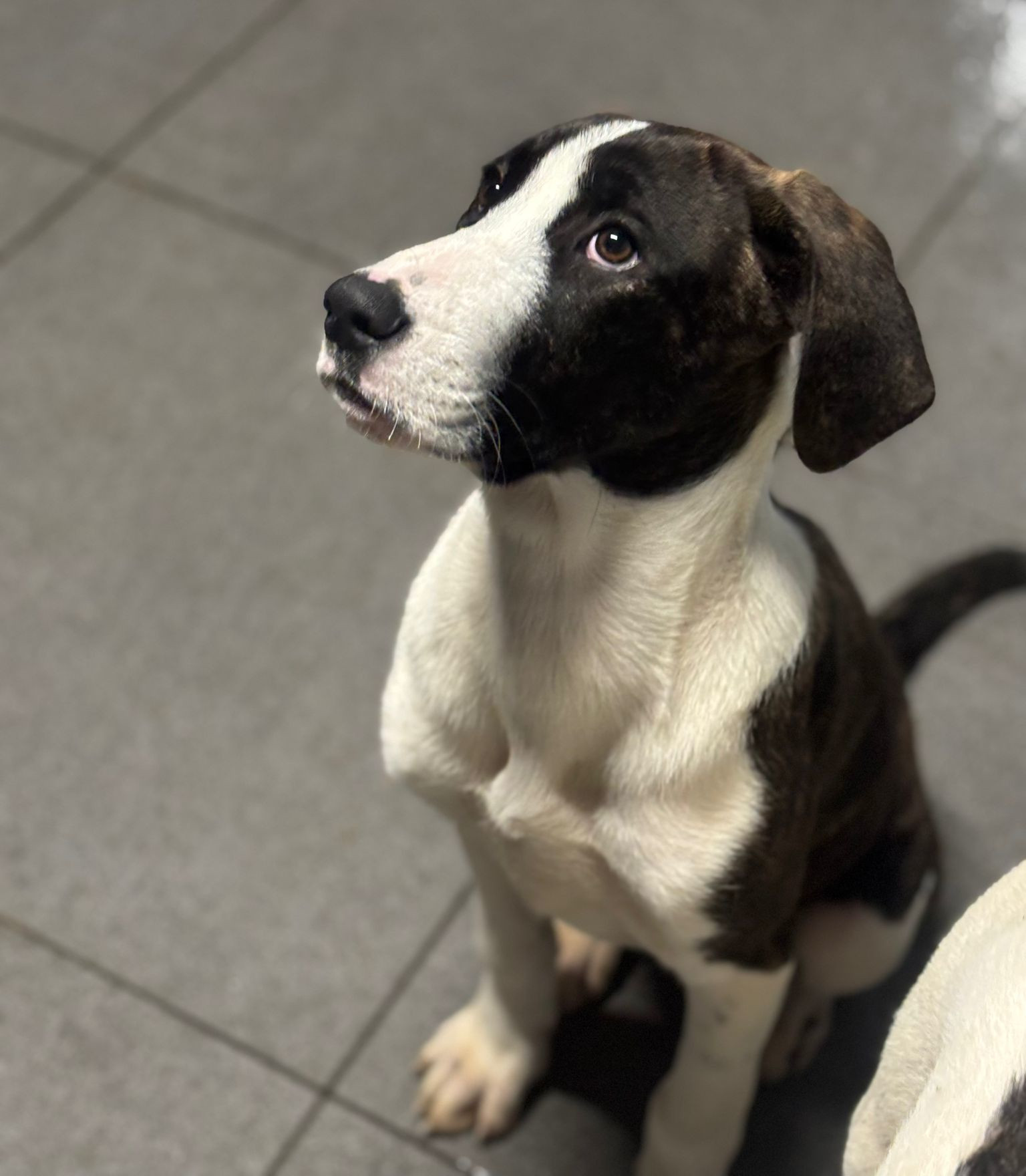 Soula Zorro Dogsavior Dez25 7