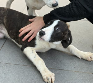 Soula Zorro Dogsavior Dez25 8