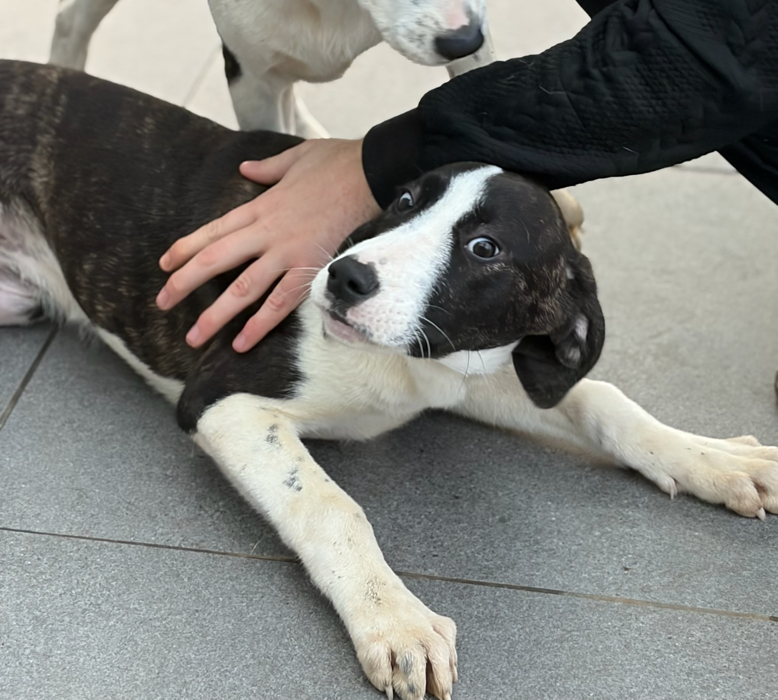 Soula Zorro Dogsavior Dez25 8