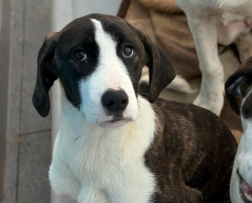 Soula Zorro Dogsavior Dez25 Beitragsbild