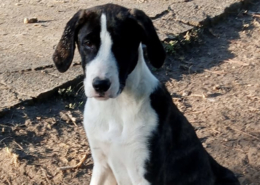 Soula Zorro Dogsavior Dez25 Beitragsbild