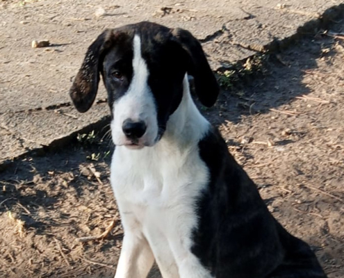 Soula Zorro Dogsavior Dez25 Beitragsbild