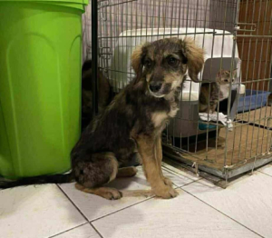 Tilia Zorro Dogsavior Dez25 1