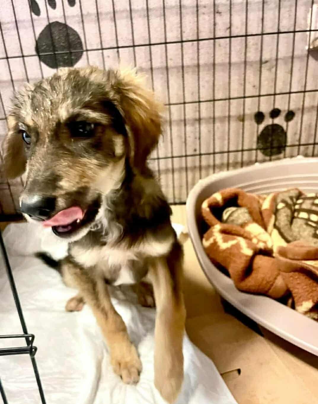 Tilia Zorro Dogsavior Dez25 2