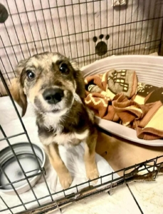 Tilia Zorro Dogsavior Dez25 3