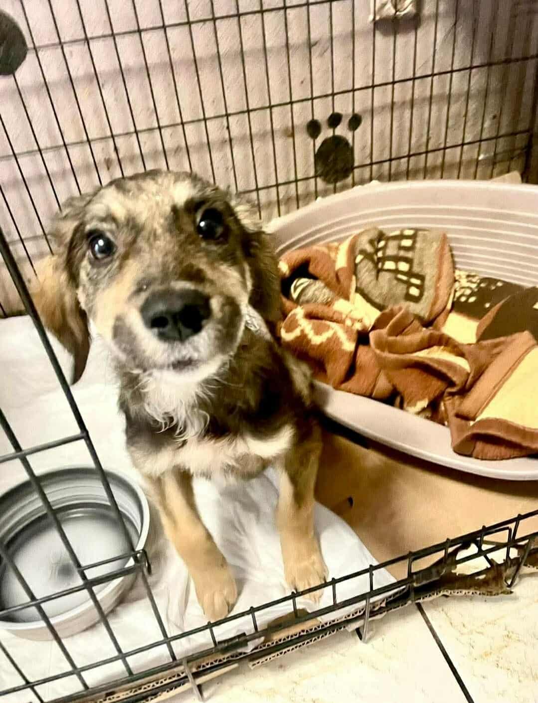 Tilia Zorro Dogsavior Dez25 3