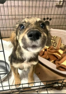 Tilia Zorro Dogsavior Dez25 4