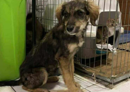 Tilia Zorro Dogsavior Dez25 Beitragsbild