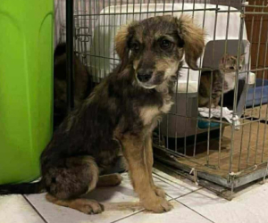 Tilia Zorro Dogsavior Dez25 Beitragsbild