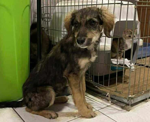 Tilia Zorro Dogsavior Dez25 Beitragsbild