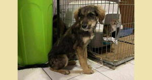 Tilia Zorro Dogsavior Dez25 Social Media