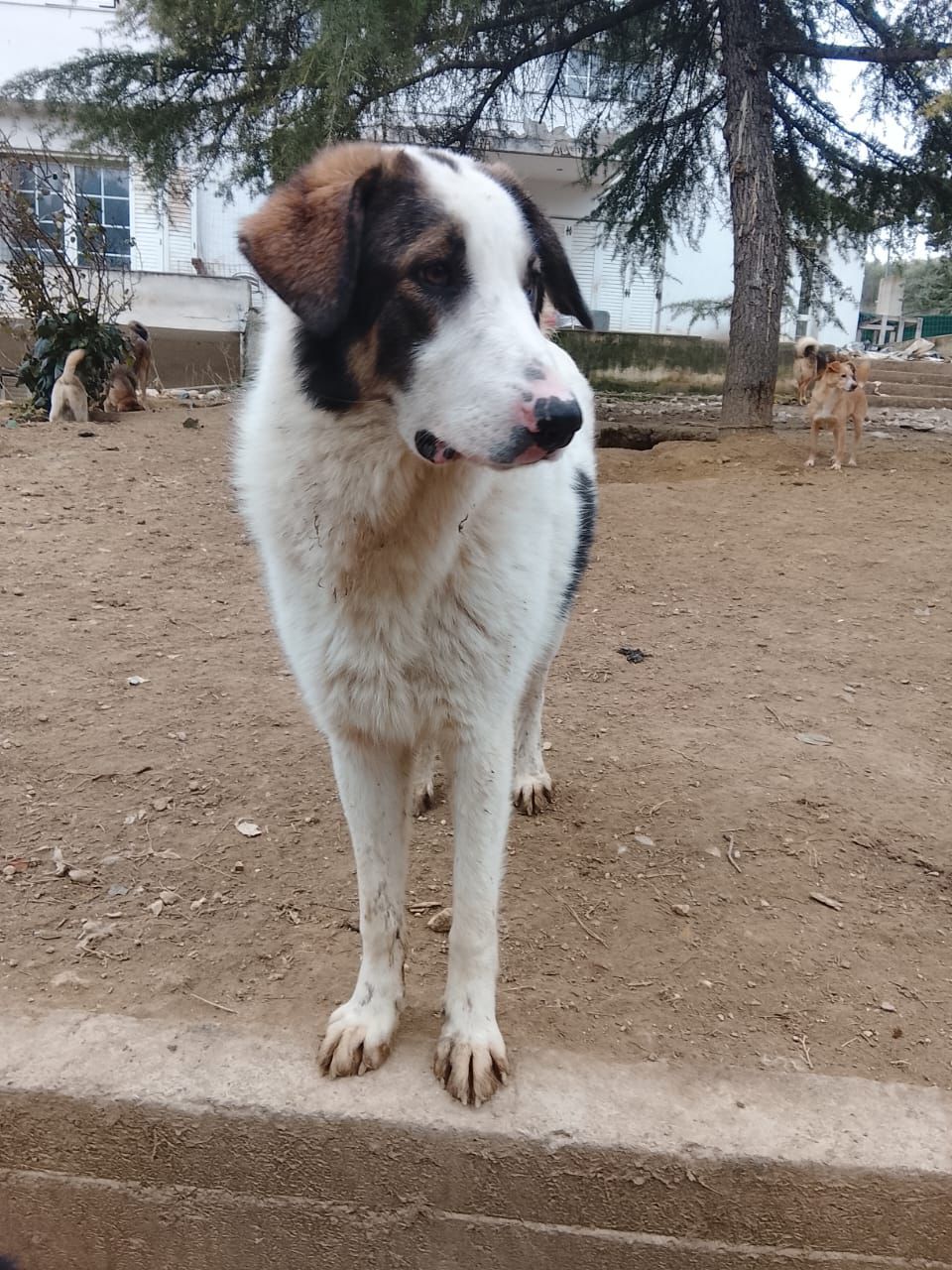 weißer Familienhund auf der Suche nach seinen Menschen