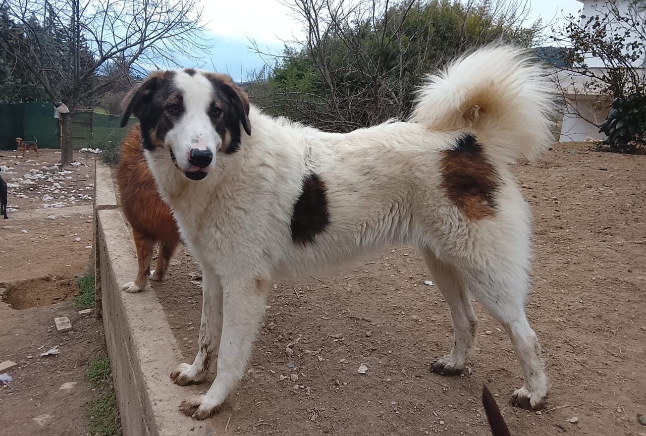 weißer Familienhund auf der Suche nach seinen Menschen