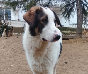 weißer Familienhund auf der Suche nach seinen Menschen
