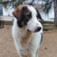 weißer Familienhund auf der Suche nach seinen Menschen