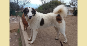 weißer Familienhund auf der Suche nach seinen Menschen