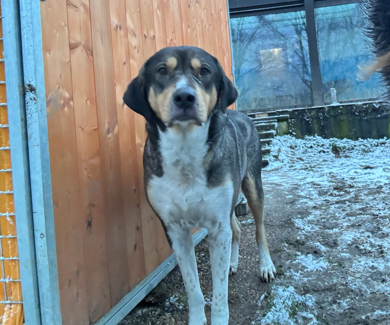 Carlo Zorro Dogsavior Jan26 1