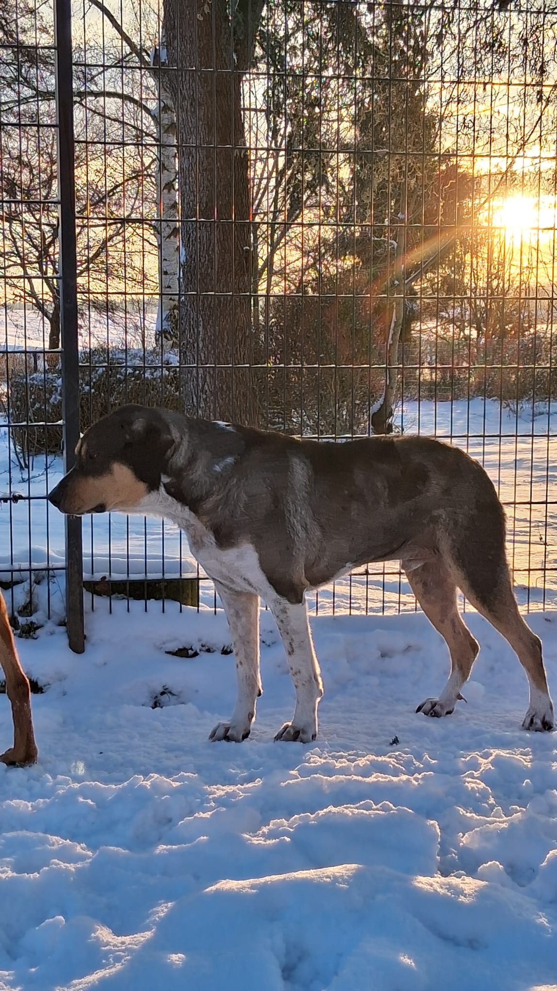 Carlo Zorro Dogsavior Jan26 2