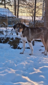 Carlo Zorro Dogsavior Jan26 3