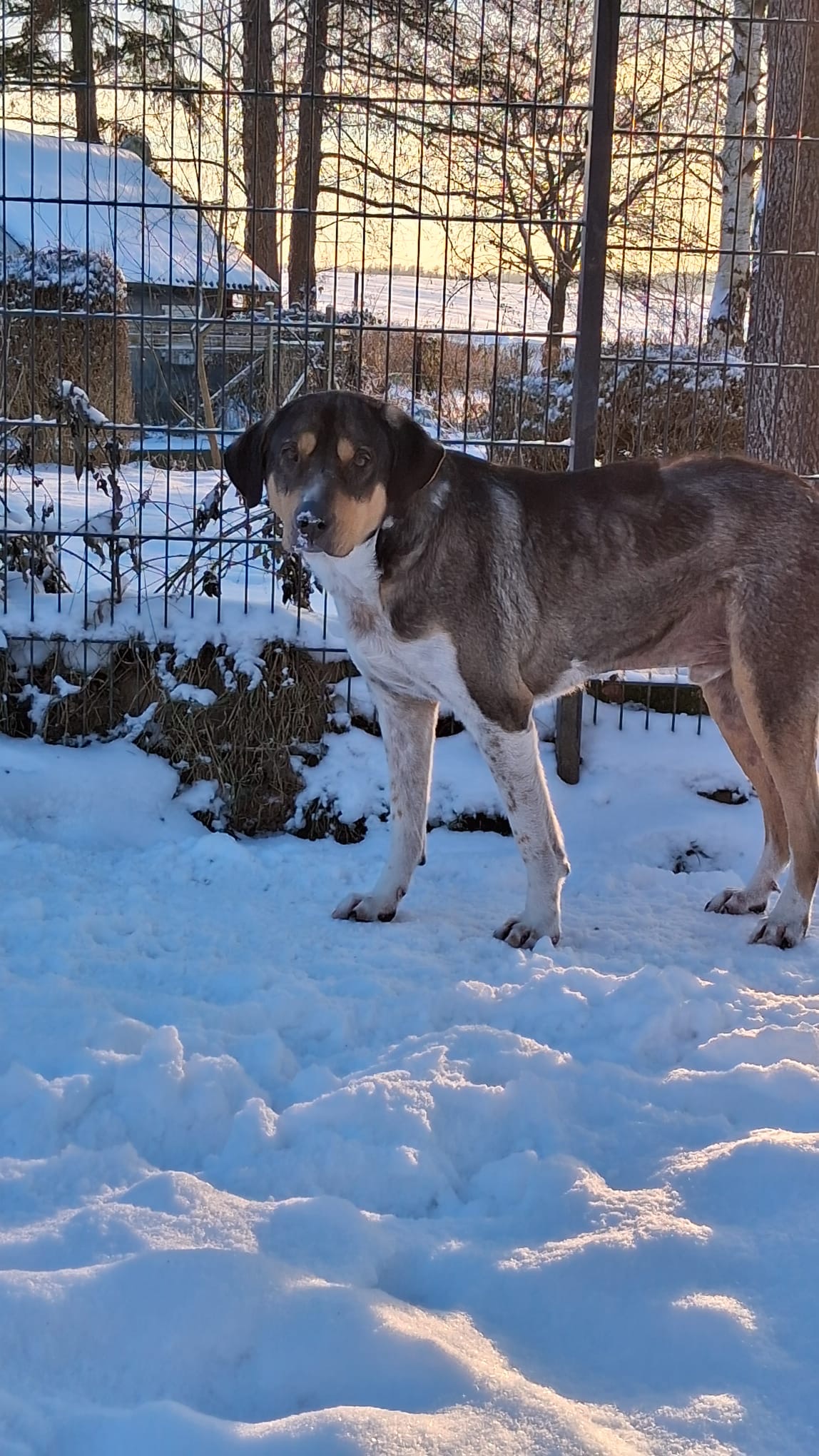 Carlo Zorro Dogsavior Jan26 3