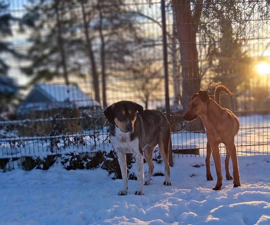 Carlo Zorro Dogsavior Jan26 4