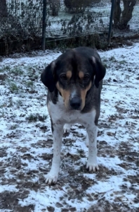 Carlo Zorro Dogsavior Jan26 5