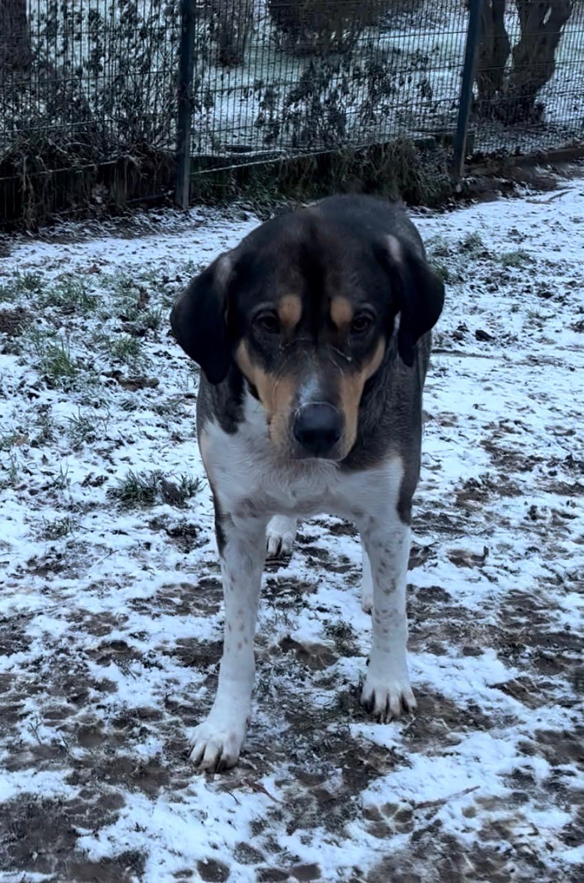 Carlo Zorro Dogsavior Jan26 5