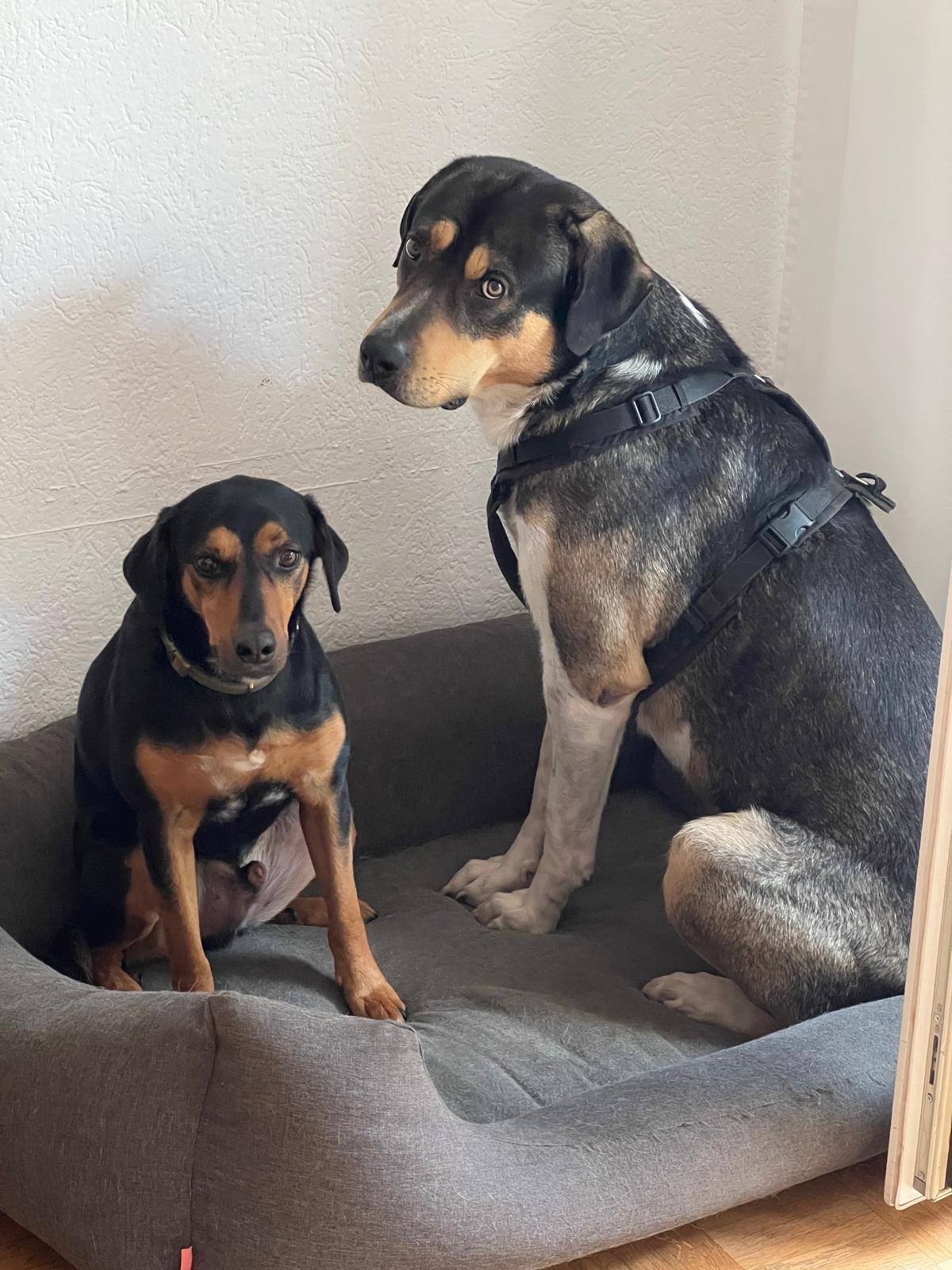 Carlo Zorro Dogsavior Jan26 6