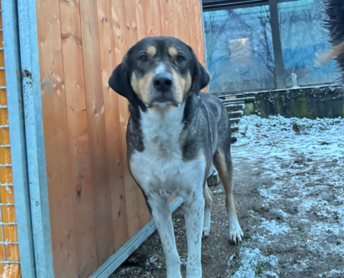 Carlo Zorro Dogsavior Jan26 Beitragsbild