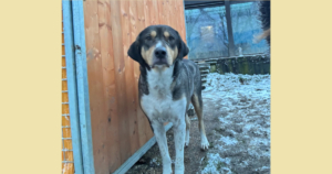 Carlo Zorro Dogsavior Jan26 SocialMedia