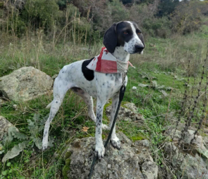 Leni Zorro Dogsvior Jan26 1