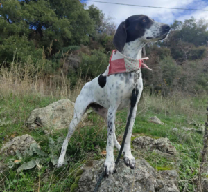 Leni Zorro Dogsvior Jan26 2