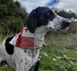 Leni Zorro Dogsvior Jan26 3