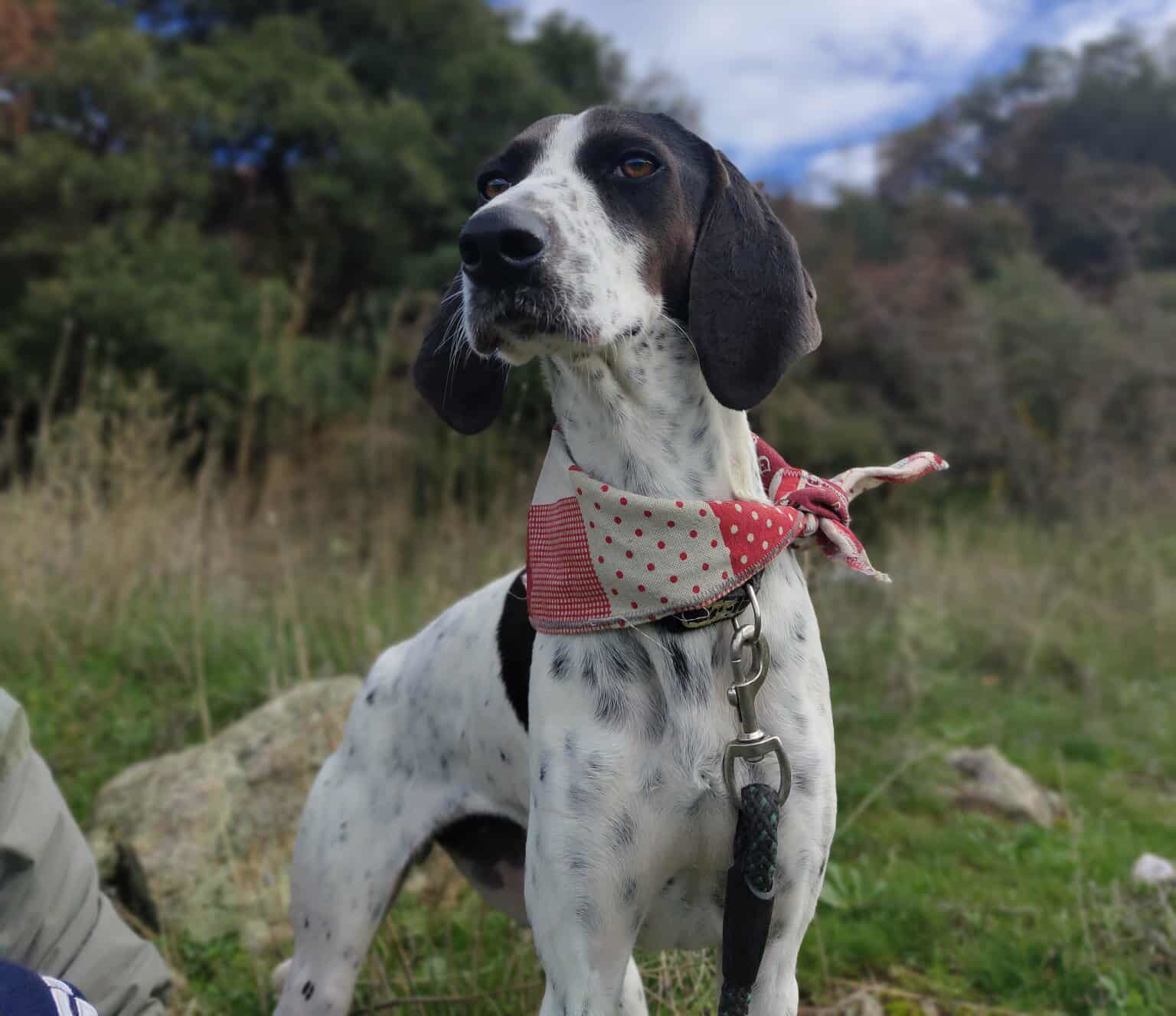 Leni Zorro Dogsvior Jan26 4