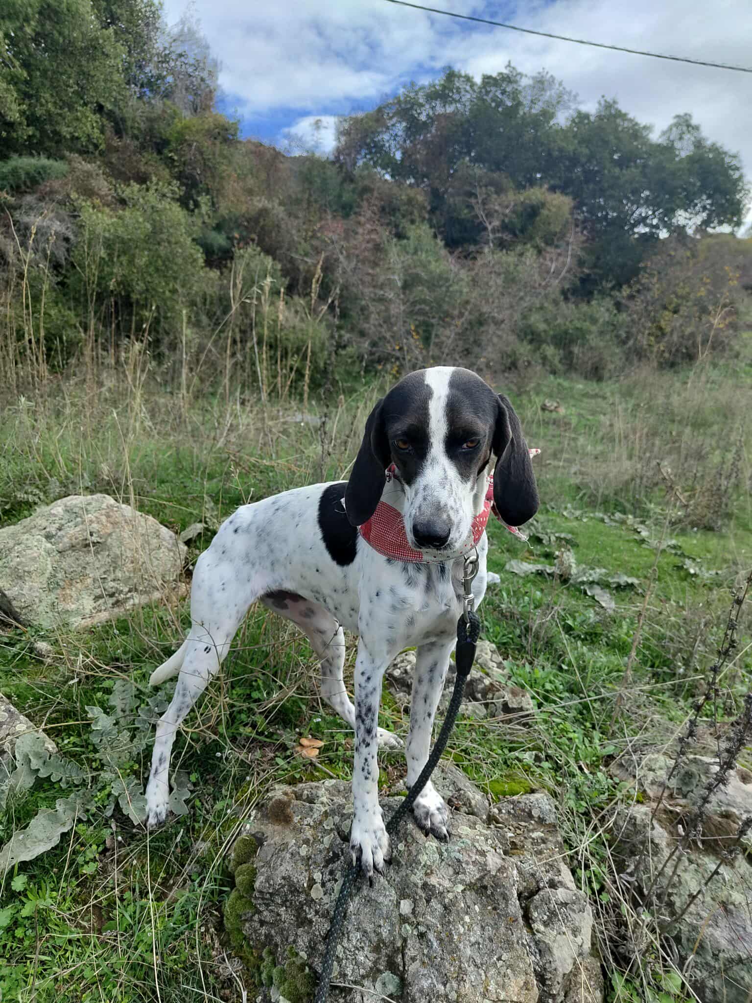 Leni Zorro Dogsvior Jan26 5