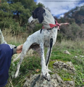 Leni Zorro Dogsvior Jan26 6