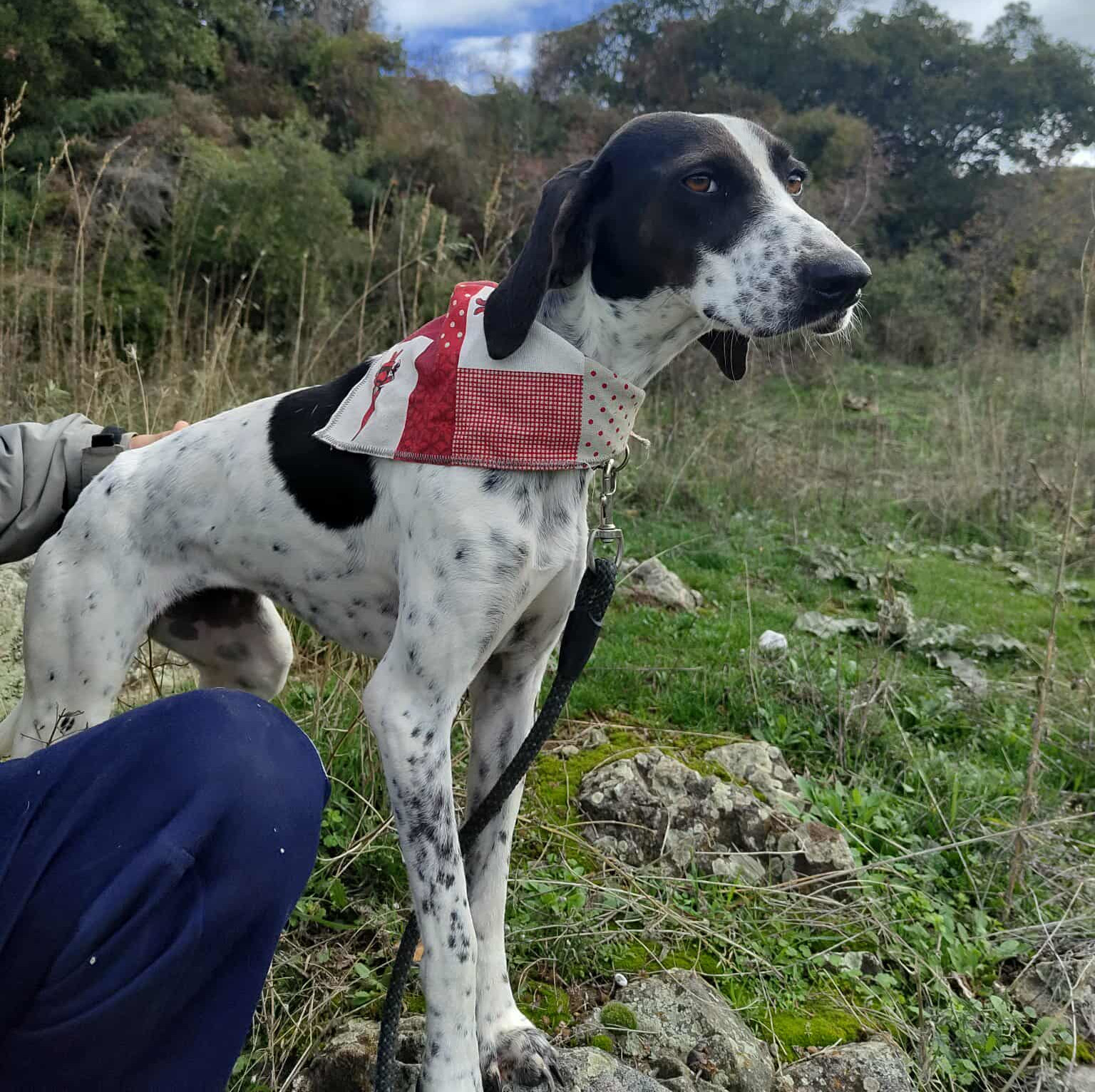 Leni Zorro Dogsvior Jan26 7