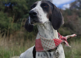 Leni Zorro Dogsvior Jan26 Beitragsbild