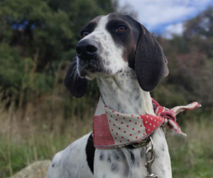 Leni Zorro Dogsvior Jan26 Beitragsbild