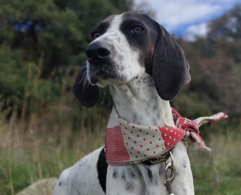 Leni Zorro Dogsvior Jan26 Beitragsbild