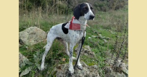 Leni Zorro Dogsvior Jan26 Social Media