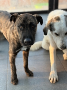 Noel Zorro Dogsavior Jan26 1