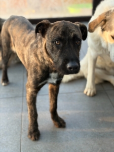 Noel Zorro Dogsavior Jan26 2