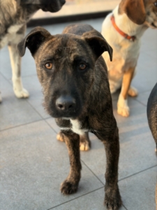 Noel Zorro Dogsavior Jan26 3