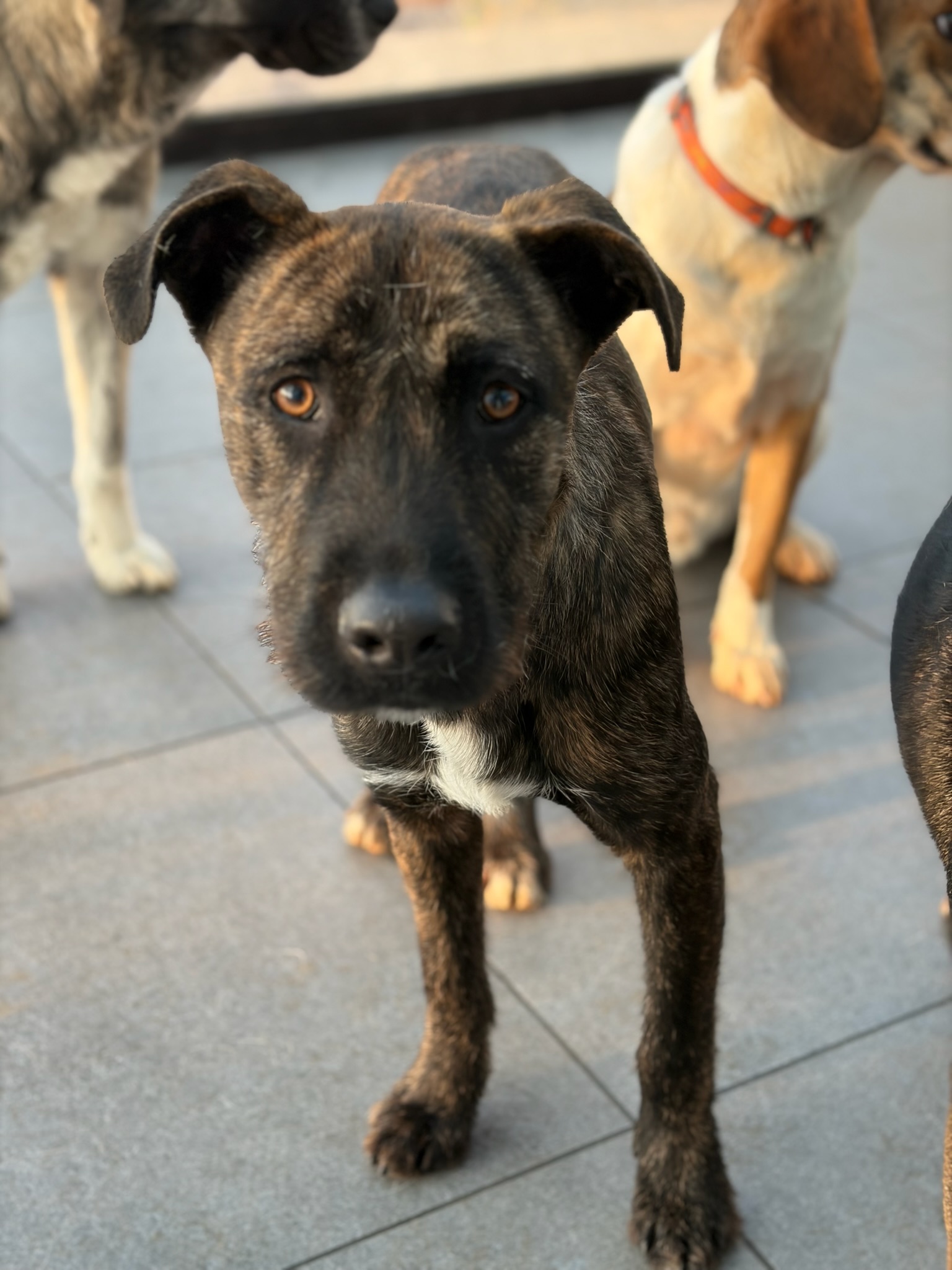 Noel Zorro Dogsavior Jan26 3