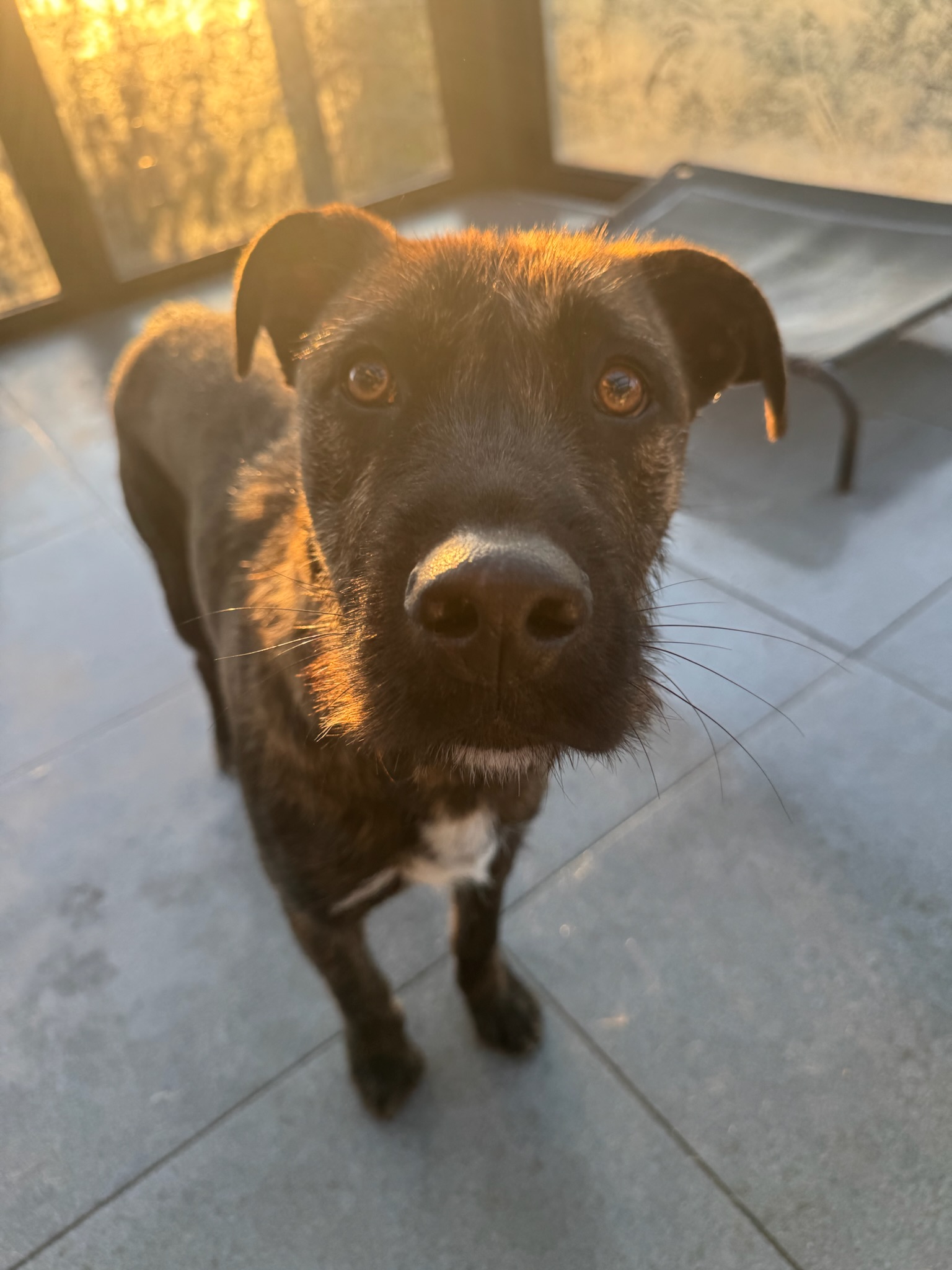 Noel Zorro Dogsavior Jan26 4